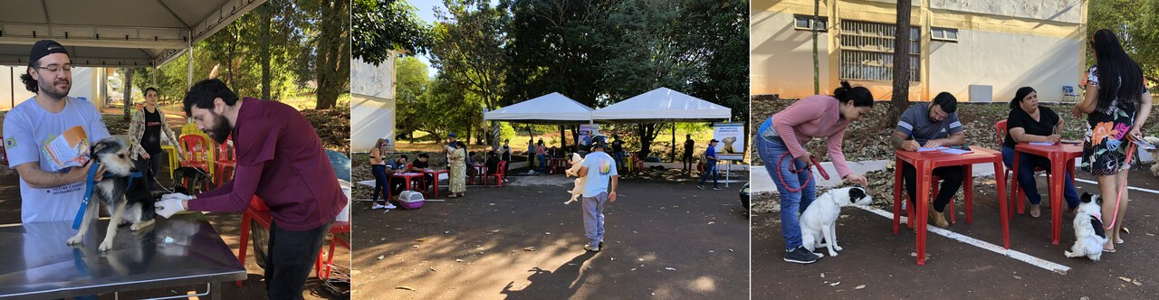 vacinação caes